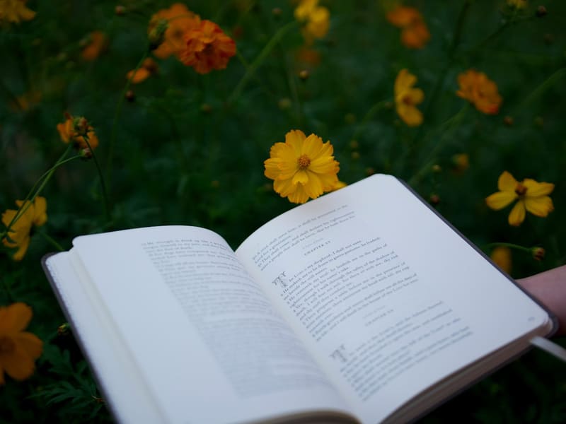 an open book in a flower meadow