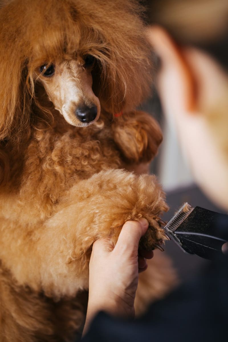 a poodle being clipped