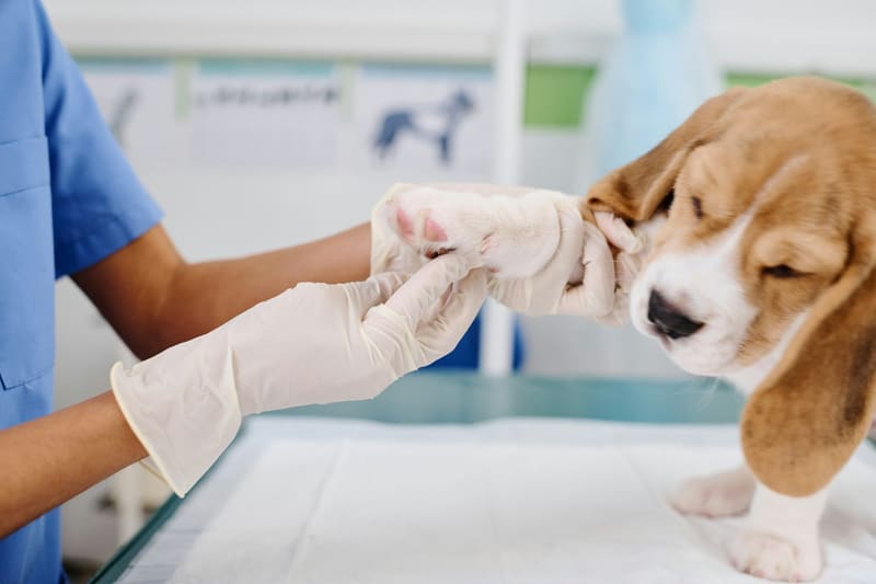 a gloved hand bandaging a dog paw