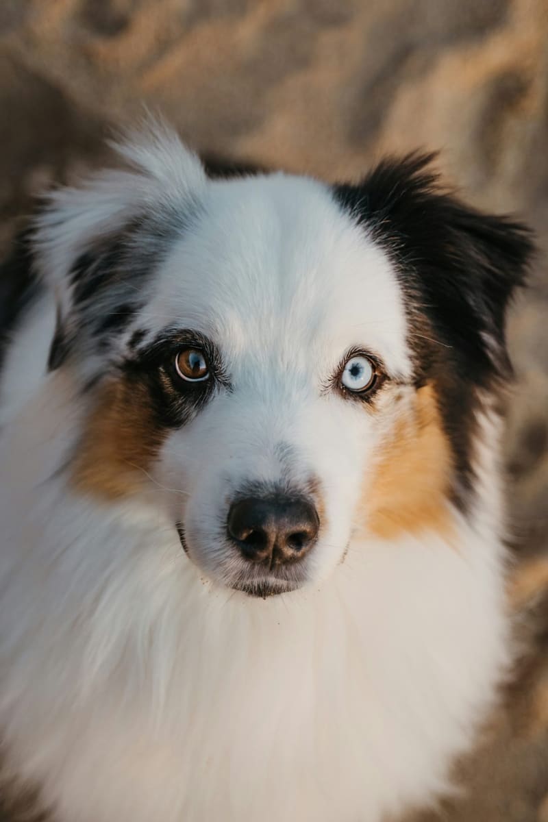 an australian shepherd looking up