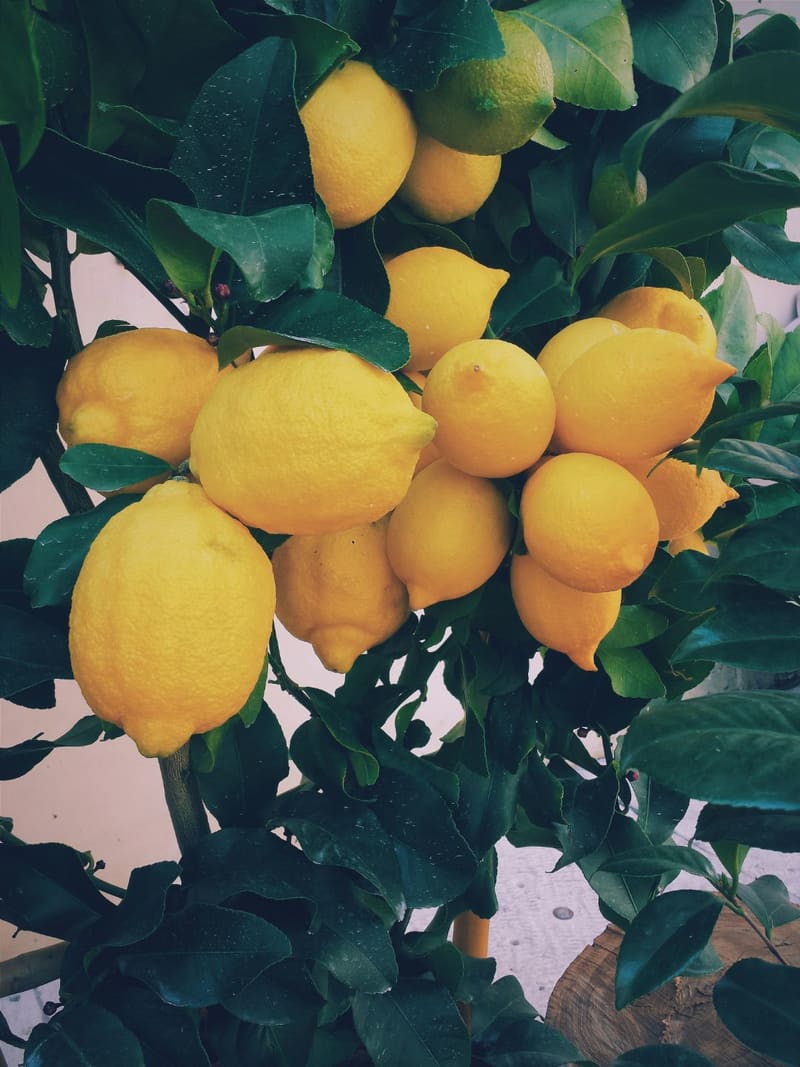 lemons on the tree