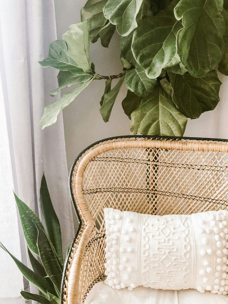 a rattan chair under a fiddle leaf fig