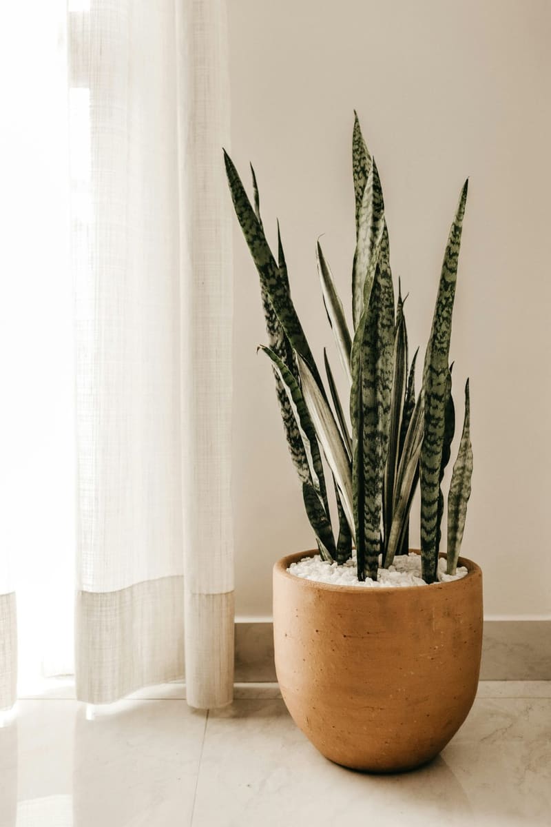a snake plant in a pot by a curtain