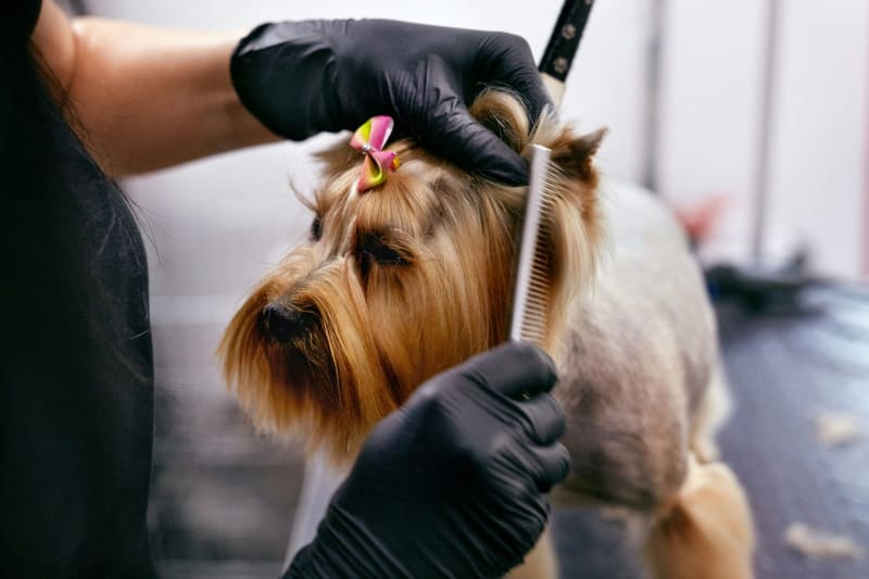 a terrier being groomed with a comb