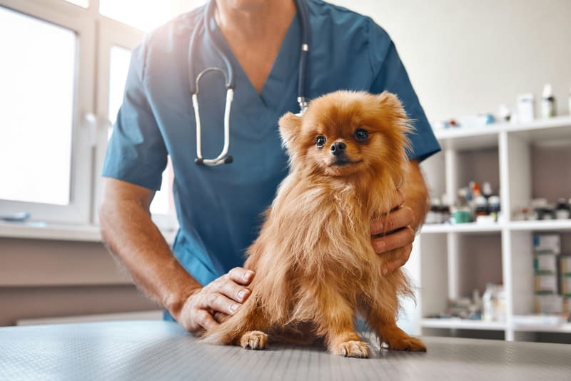 a vet holding a small dog