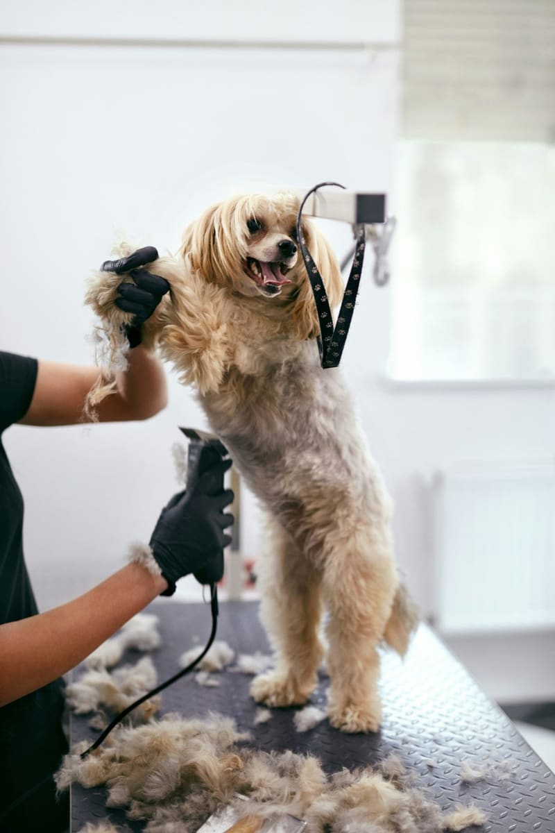 a dog held up on a grooming table