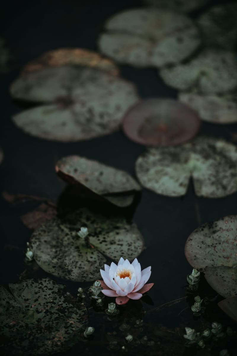 a water lily among lily pads