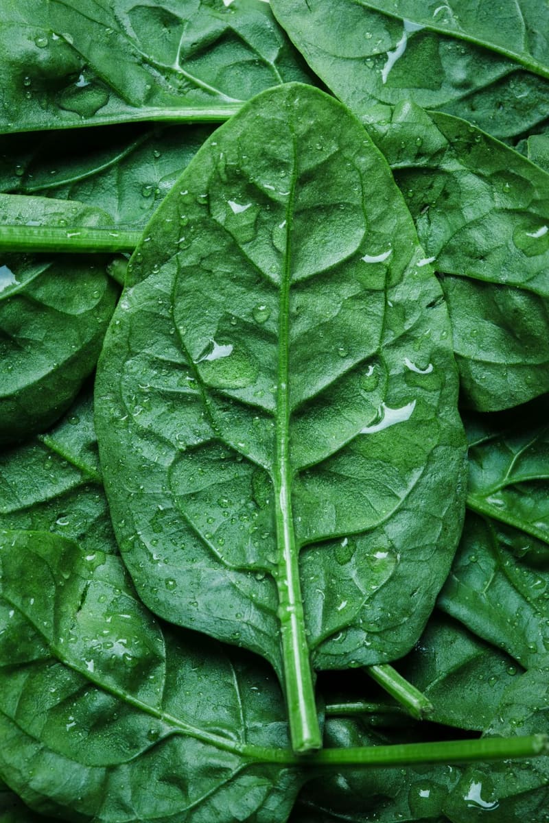 wet spinach leaves