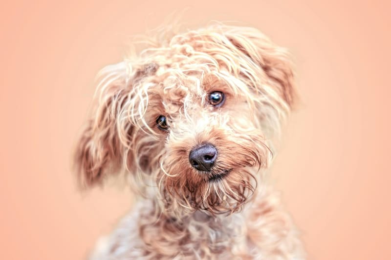 a scruffy cream dog looking at you