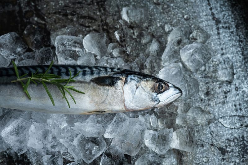 a whole mackerel on ice