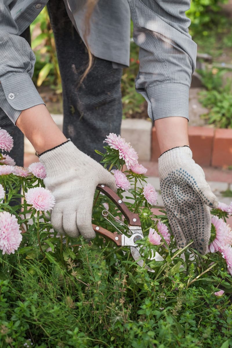 gloved hands pruning chrysanthemums