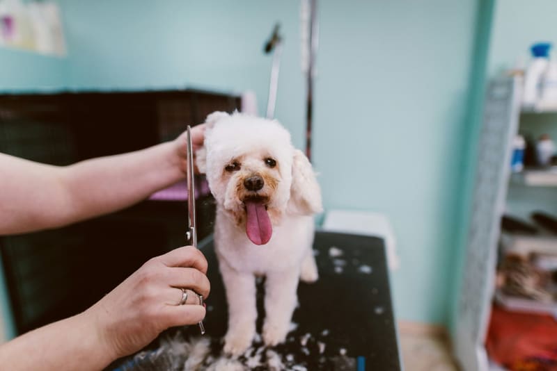 a small white dog being trimmed