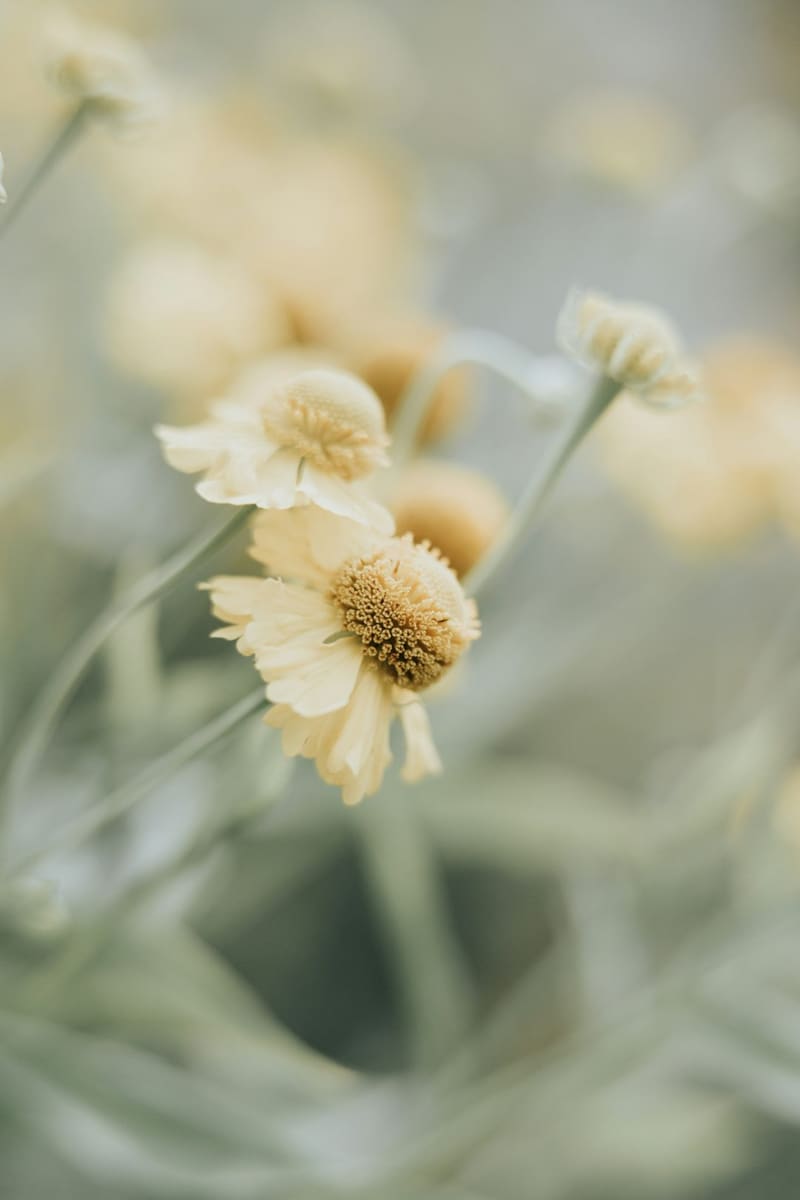 pale daisies in soft light