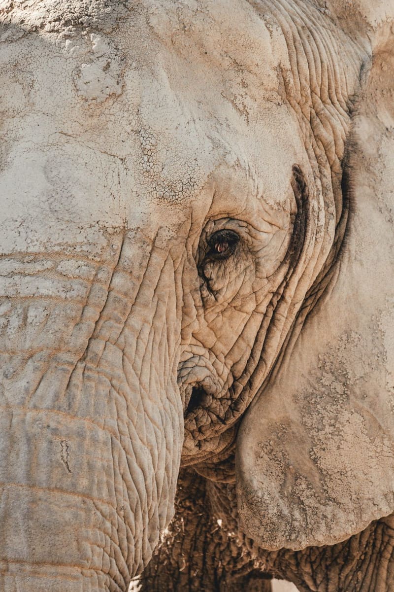 an elephant's face