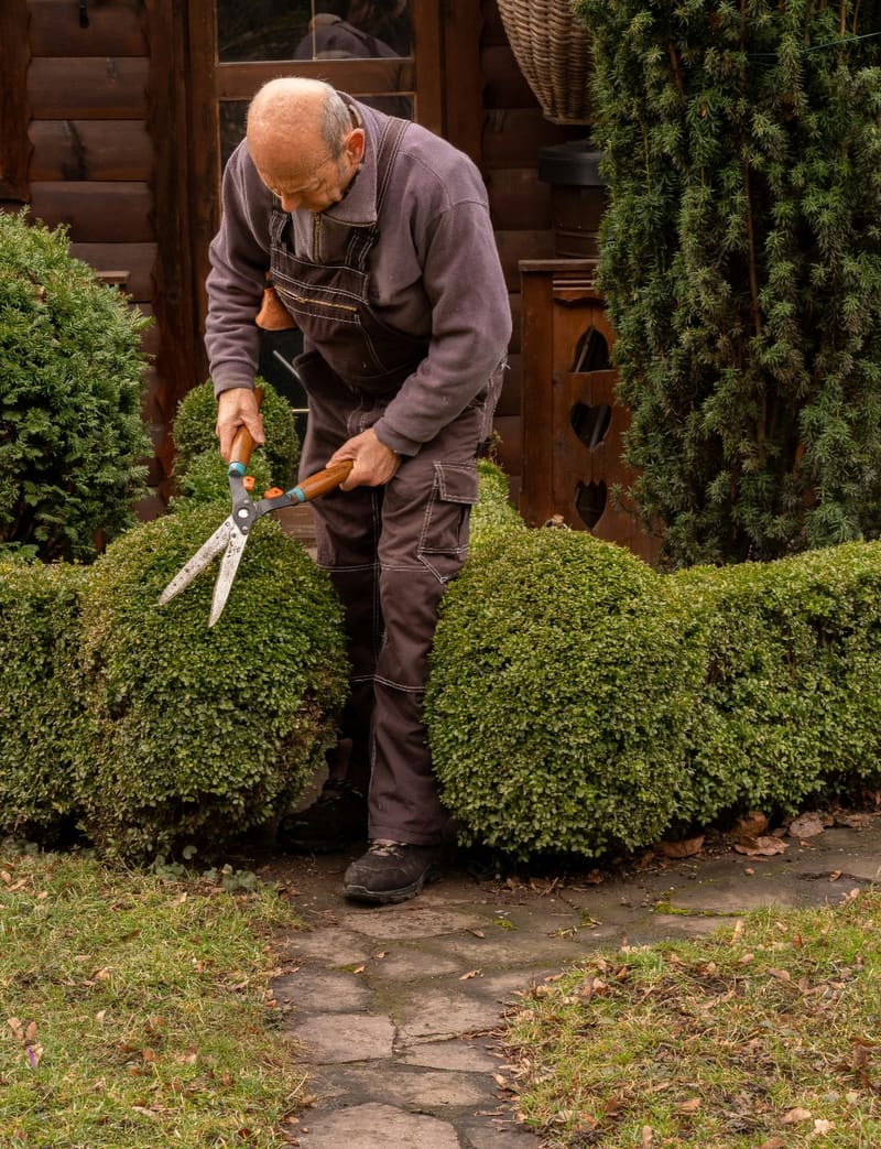 a gardener clipping a hedge