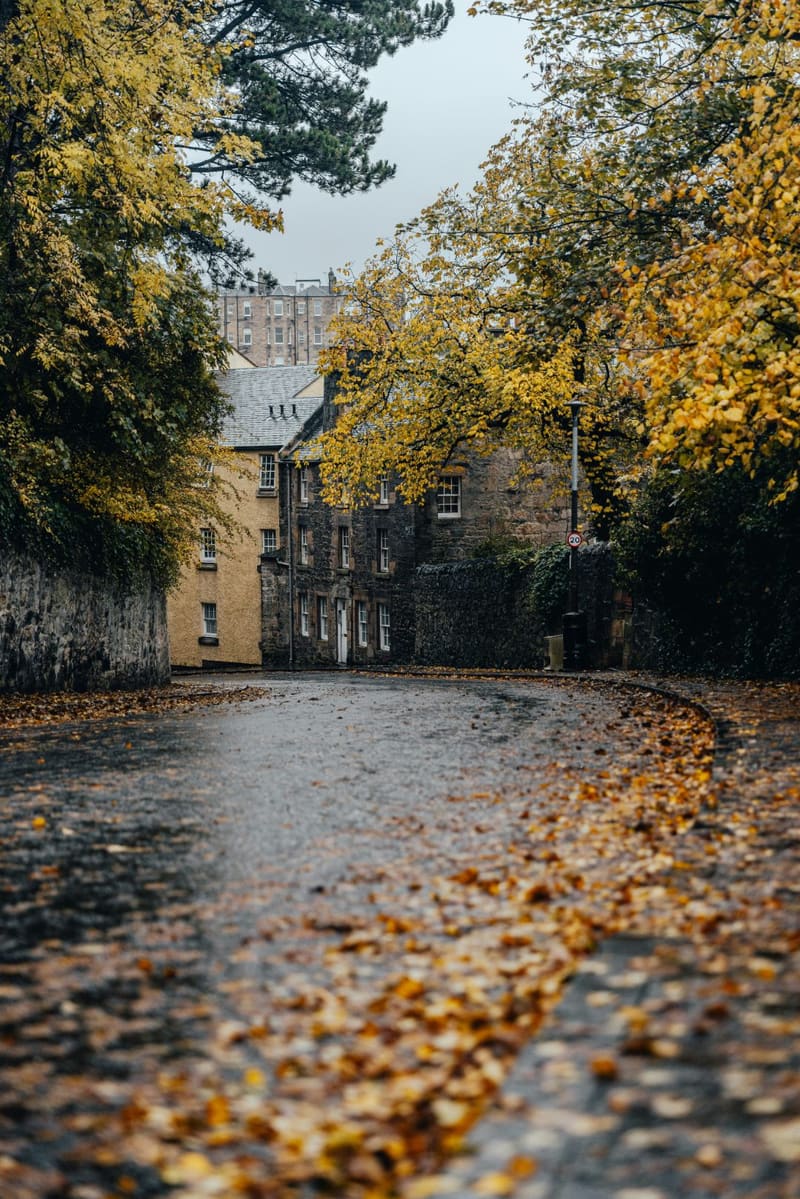 a wet street with autumn leaves