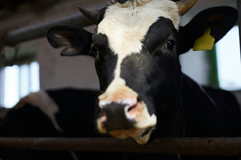 a dairy cow in a barn