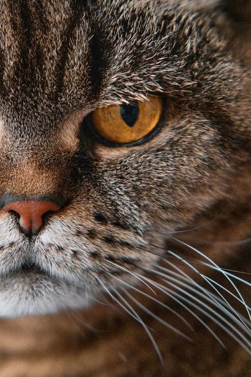 a tabby cat's face